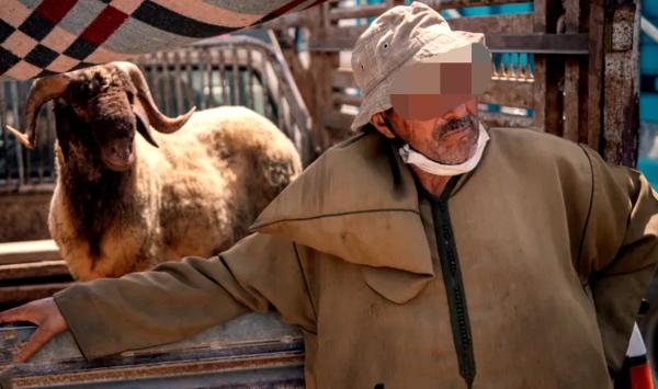 كساب يطمئن "المغاربة" بخصوص أضاحي العيد.. ما يروج في "الفيسبوك" غير صحيح